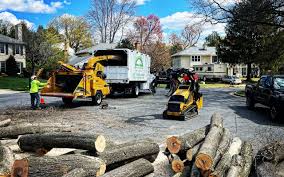 How Our Tree Care Process Works  in Wellsville, MO